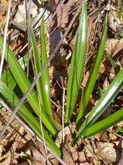 Allium tricoccum