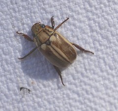 Anoplognathus abnormis