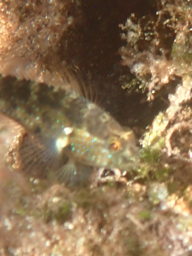 Gladiogobius observed 2026-05-05