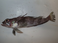 Grey Rockcod photo 4
