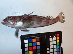 Grey Rockcod photo 3