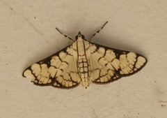 Aphytoceros lucusalis