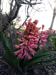 Hyacinthus