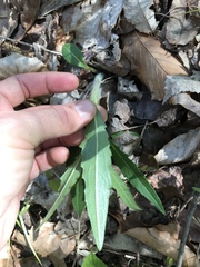 Silphium asperrimum