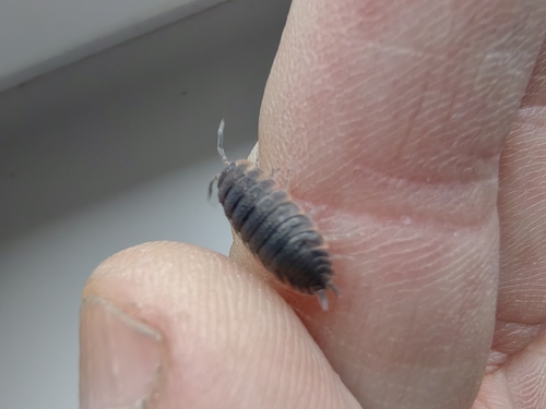 Common Rough Woodlouse