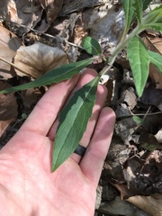Silphium asperrimum