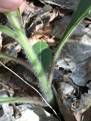 Silphium asperrimum