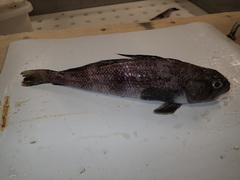 Grey Rockcod photo 5