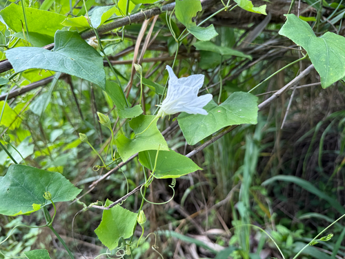 Ivy gourd