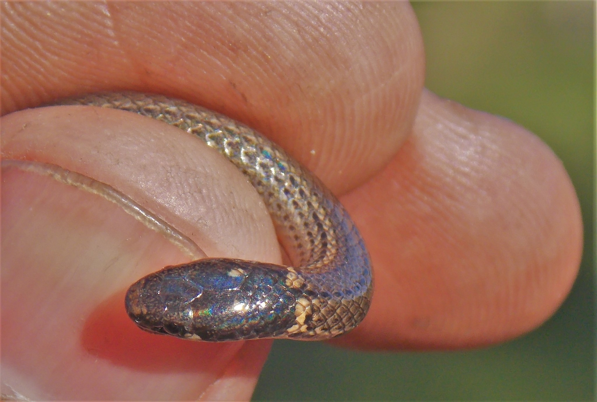 Mena's Centipede Snake photo 3