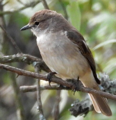 African Grey Flycatcher (Bradornis microrhynchus), photo 1