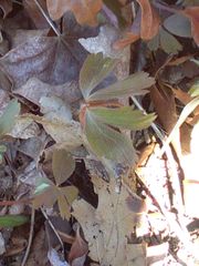 Anemonoides quinquefolia