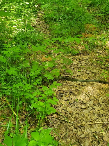 Aesculapian Snake