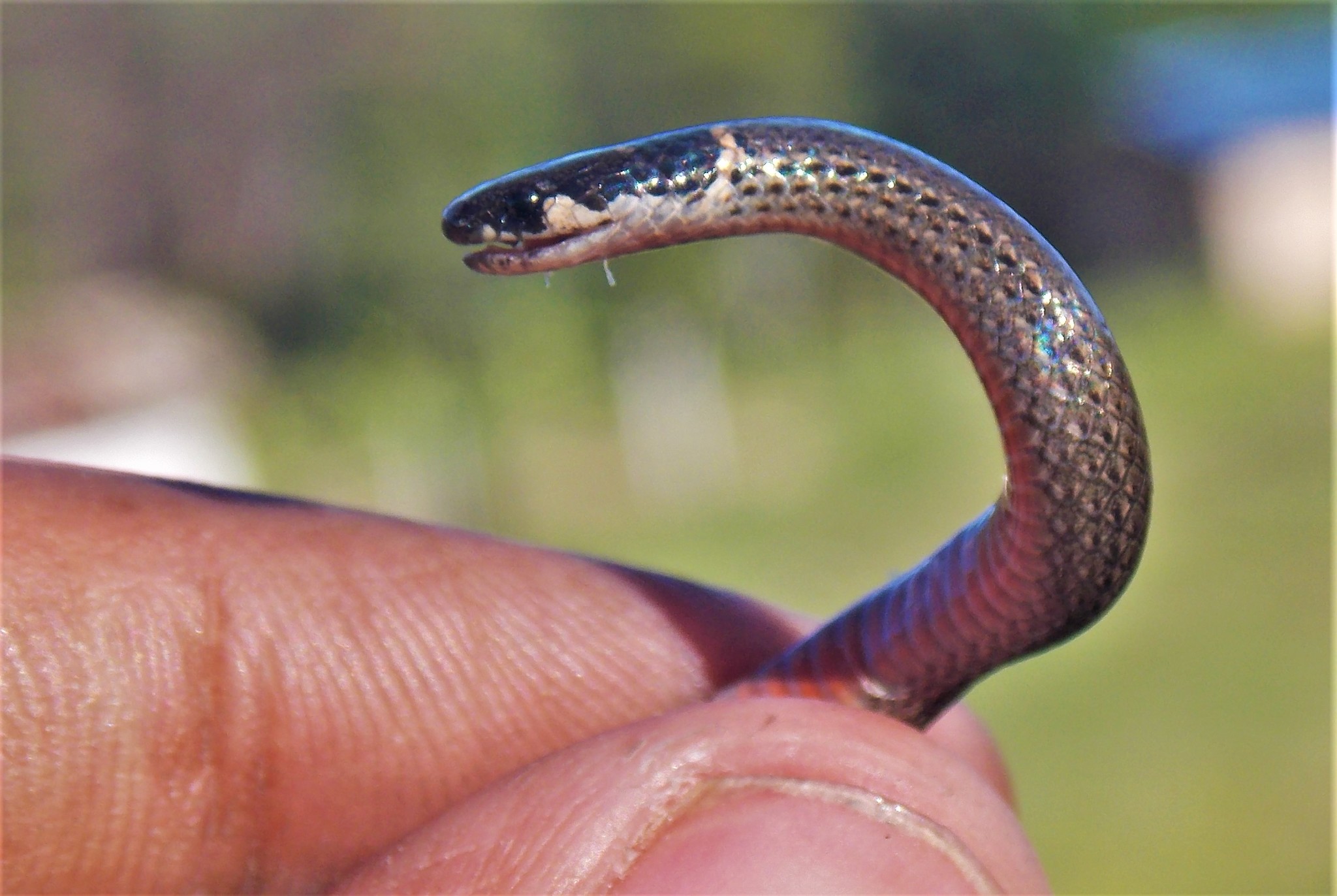 Mena's Centipede Snake photo 4