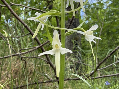 Lesser butterfly-orchid