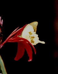 Papilio dardanus meseres