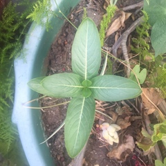 Catharanthus roseus