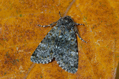Polymixis flavicincta