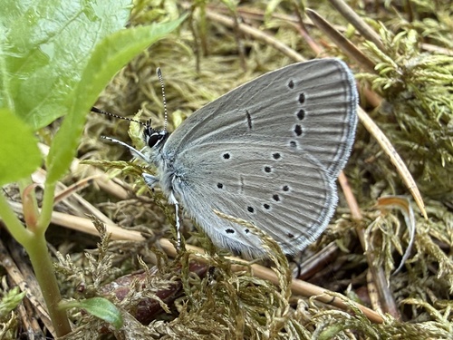 Small Blue