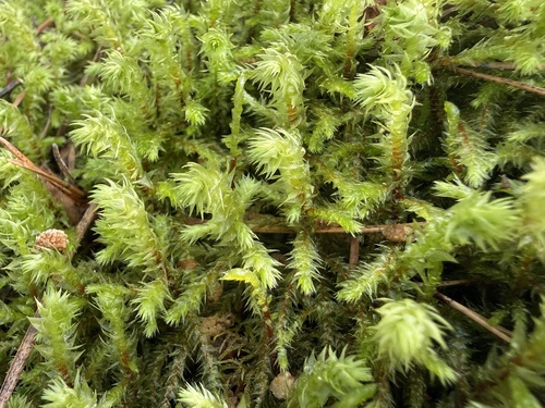 rough goose neck moss