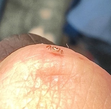 F-winged Barklouse