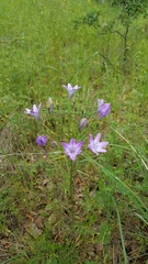 Triteleia bridgesii