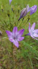 Triteleia bridgesii