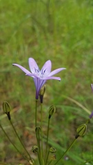Triteleia bridgesii