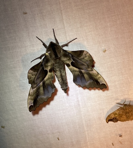 Phyllosphingia dissimilis