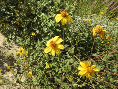 Bahiopsis triangularis