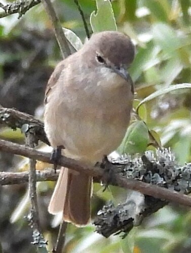 African Grey Flycatcher (Bradornis microrhynchus), photo 2