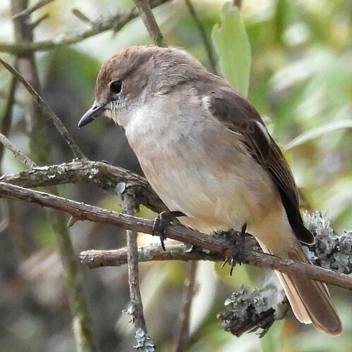African Grey Flycatcher (Bradornis microrhynchus), photo 6
