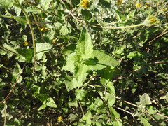 Bahiopsis triangularis