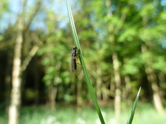 Chyliza leptogaster