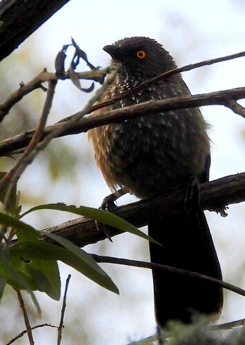 Arrow-marked Babbler (Turdoides jardineii), photo 2