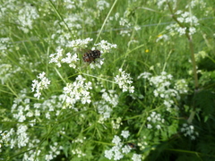 Graphomya maculata