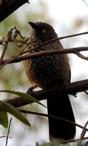 Arrow-marked Babbler (Turdoides jardineii), photo 3