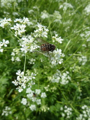Graphomya maculata