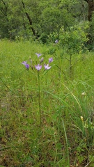 Triteleia bridgesii