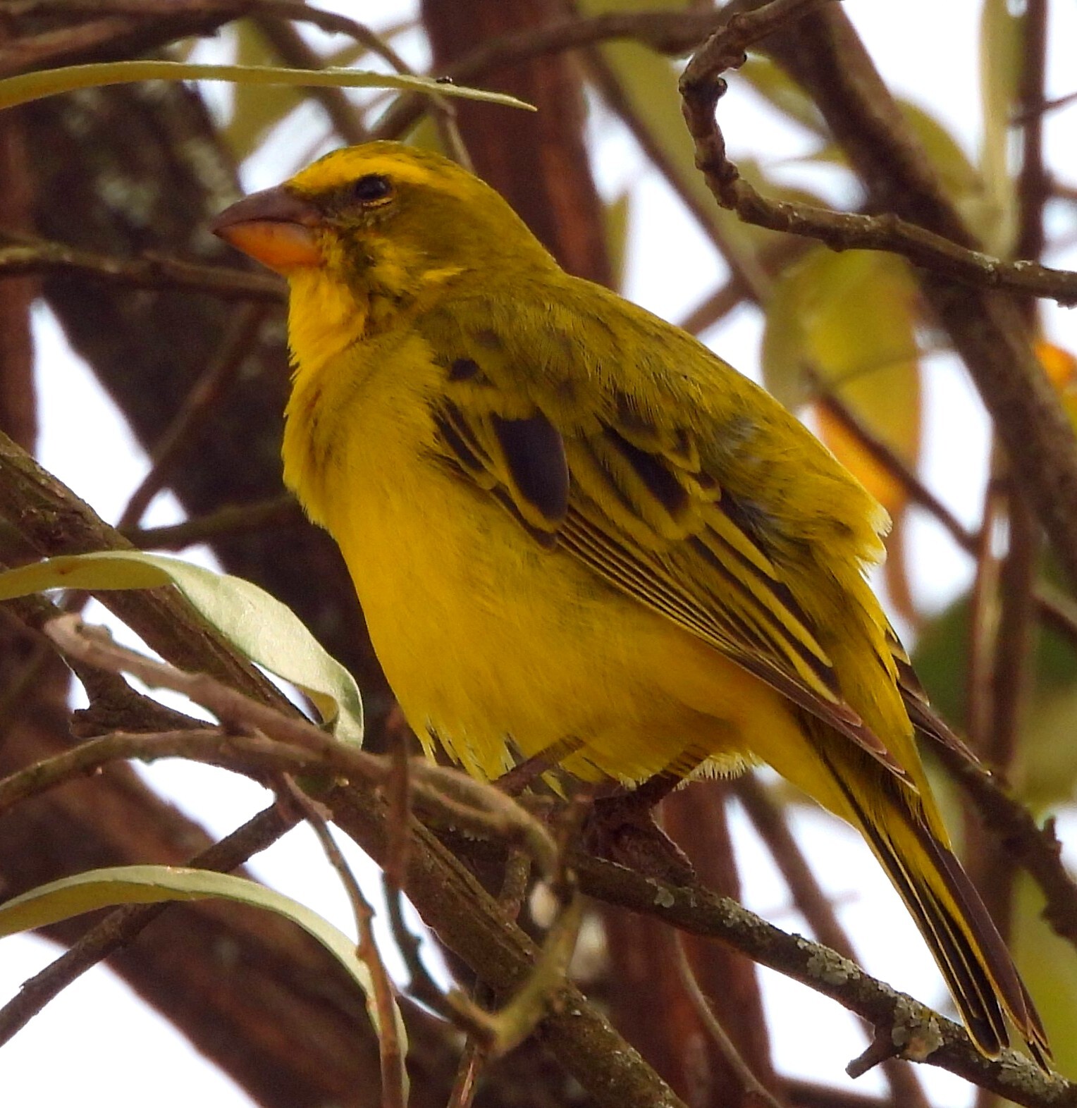 Brimstone Canary (Crithagra sulphurata), photo 4