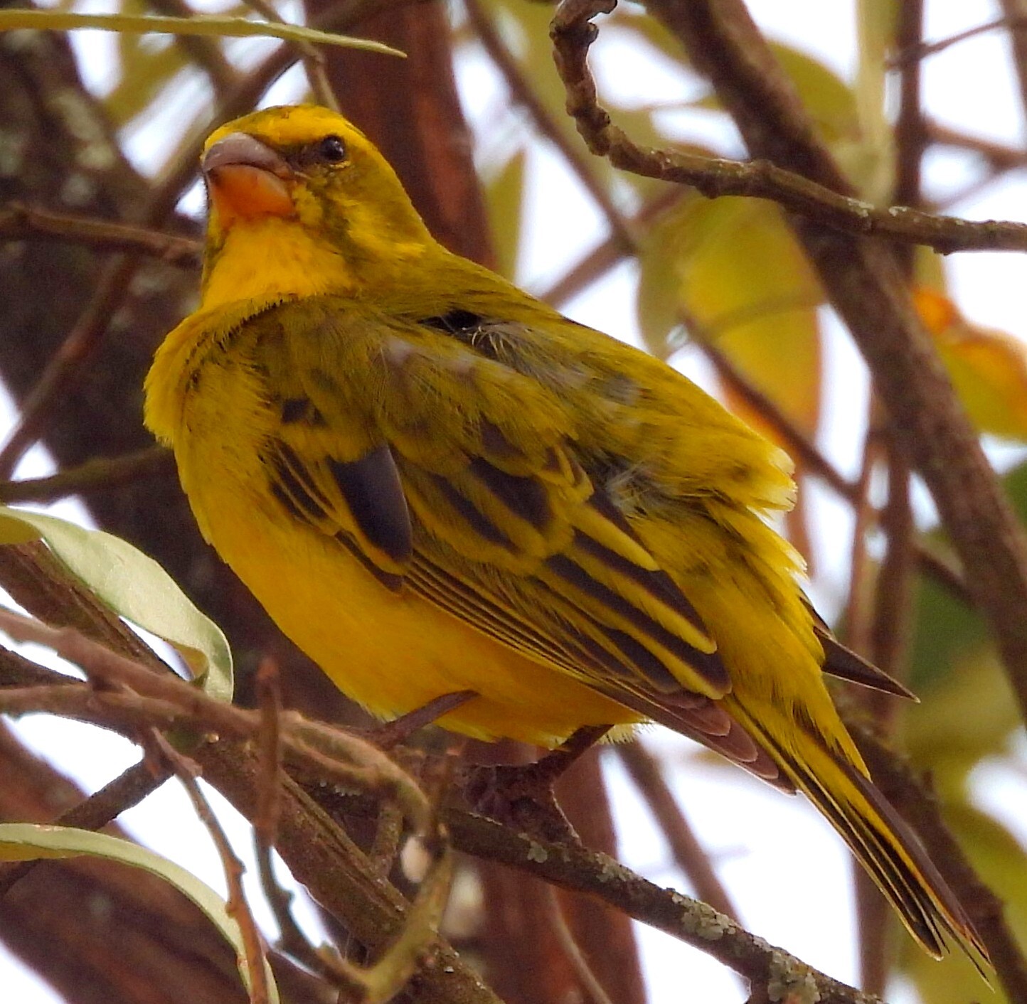 Brimstone Canary (Crithagra sulphurata), photo 5