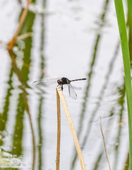 Erythemis plebeja