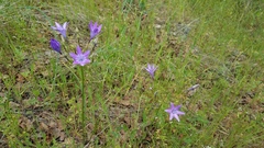 Triteleia bridgesii
