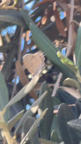 Lang's Short-tailed Blue