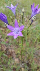 Triteleia bridgesii