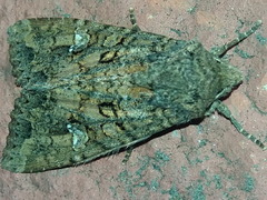 Mamestra brassicae