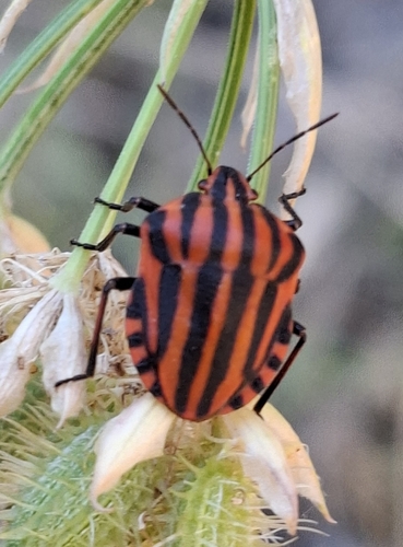 European Striped Shield Bug