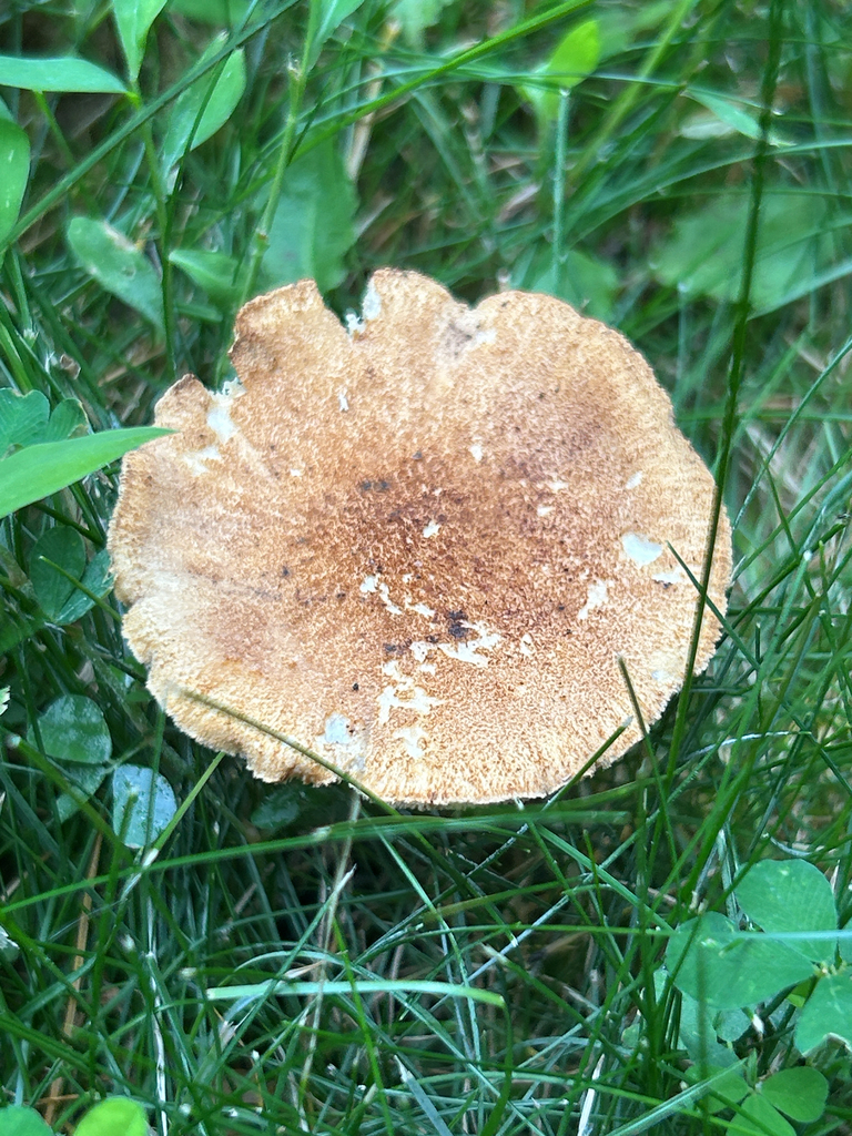 Rooting Polypore · June 2026 · photo: Photo: (c) martin_livezey, some rights reserved (CC BY) · iNaturalist