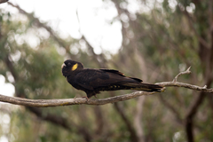 Zanda funerea funerea