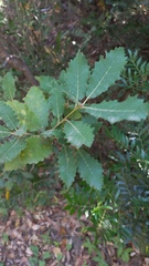 Quercus canariensis, photograph (c) frangp, some rights reserved (CC BY)